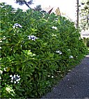 Hecke mit weien Blten