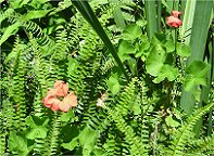 rote Blten vor Farn im Garten bei der Jugendherberge. Sind das Geranien?