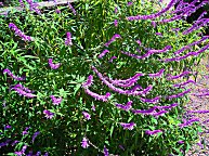 Wer wei mehr darber?