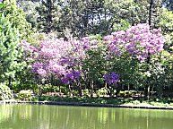 Im Park ein kleiner See mit herrlichen blhenden Bumen.