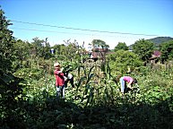 Die Kinder werden hier auch zur Ernte herangezogen, was ja lblich ist.