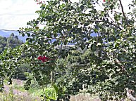 Der Garten hatte aber auach herrliche Pflanzen. Das sieht aus wie eine Hibiskusblte.