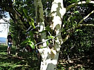 Andere aufgeschnallte Epiphyten.