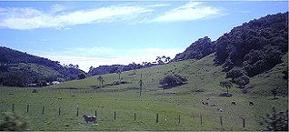 Palmen mitten in der Weide, fr uns ungewohnt.