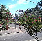 Oleander und Hibiskus am Straenrand