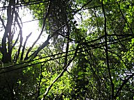 Direkt neben der Bahn der Regenwald. Allerdings wieder aufgeforstet.