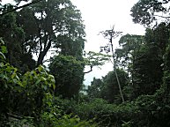 In der Bildmitte: ein neueer Baum am Ende eines Astes