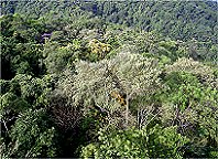 Blick aus der Gondel in den Urwald hinein