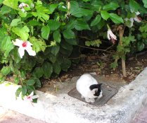 Dies Ktzchen sa am Rande des Lokals